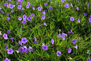 purple flowers in wild nature