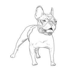 French bulldog hand drawn sketch isolated on white background. Purebred dog artistic outline illustration. 