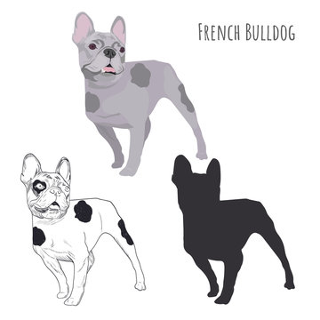 French bulldog isolated on white background. Set of three purebred dogs in different styles.