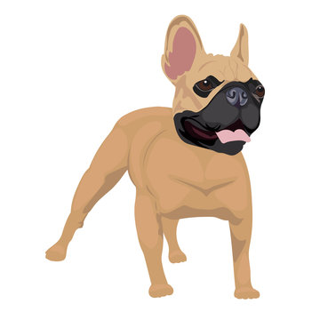 French bulldog standing isolated on white background. Purebred canine illustration for your design. Cute dog with short snout panting.