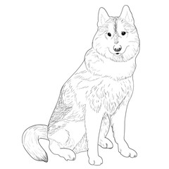 Husky hand drawn sketch. Purebred dog sitting isolated on white background.