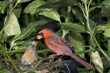 Male Northern cardinal (Cardinalis cardinalis) feeding femake in the nest, Atlanta, Georgia, USA