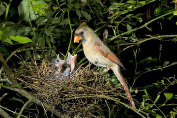 Feale Northern cardinal (Cardinalis cardinalis) feeding nestlings in the nest, Atlanta, Georgia, USA © Ivan Kuzmin