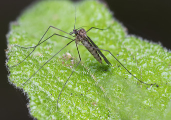 Crane fly