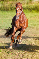 Pferd auf der Wiese galopp frontal