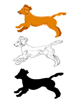 Cocker spaniel running in three different styles isolated on white background. Side view of english cocker spaniel dog. Cute purebred puppy jumping. Running yellow dog for your design.
