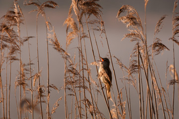 Cute bird singing in a beautiful morning light. Great reed warbler (Acrocephalus arundinaceus)