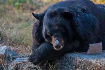 Fototapeta premium Himalayan Bear, Zoological Park, New Delhi, India