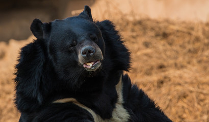Fototapeta premium Sloth Bear, National Zoological Park, New Delhi, India