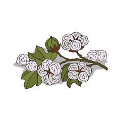 Isolated clipart of plant Cotton on white background. Botanical drawing of herb Gossypium or cotton with flowers and leaves