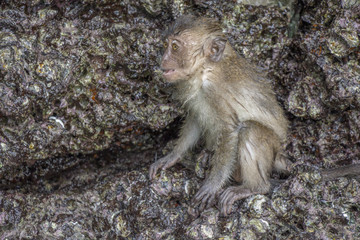 monkey searching for food at phi phi island