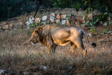 Asiatic Lion, National Zoological Park, New Delhi, India