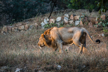Asiatic Lion, National Zoological Park, New Delhi, India