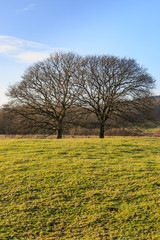 Fototapeta na wymiar Two Trees in the Countryside