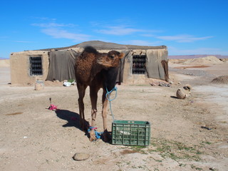 Cute young camel and moroccan cottage in village on Sahara desert landscape in central Morocco