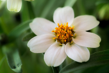 White chrysanthemum flower background