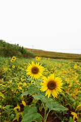 Obraz premium sunflower field in rain