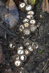 bird's nest fungus ( cyathus striatus ) born on wood
