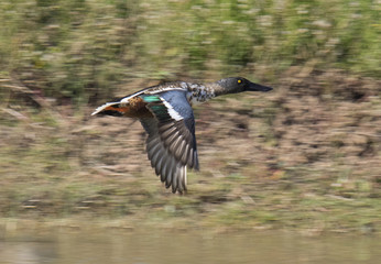 Northern shoveler (Anas clypeata) in flight .Male