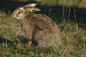 sitting hare