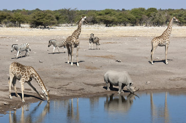 Naklejka na ściany i meble African wildlife at a waterhole in Namibia