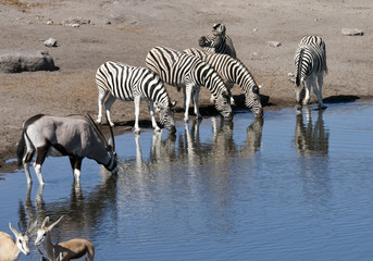 Obraz na płótnie Canvas African Wildlife at a waterhole in Namibia