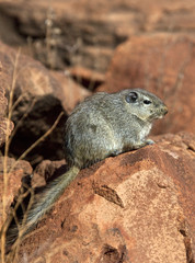 Naklejka na ściany i meble Dassie Rat (Petromys typicus) - Namibia