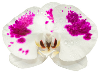 orchidée blanche panachée, fond blanc 
