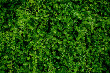 Green leaves natural background  wallpaper  . leaf texture. green leaves wall background
