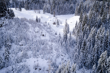 aerial flight with drone over coniferous forest in winter in austria in salzburg