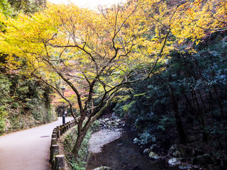 colorful of leaves in the autumn , Nikko , Japan