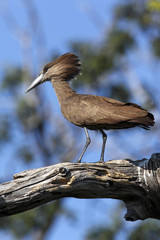 Hammerkop - Chobe National Park - Botswana