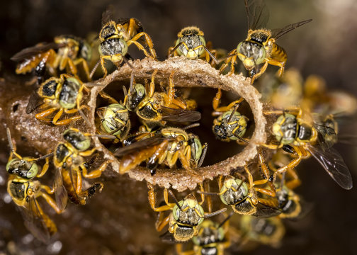 Jataí bee colony macro photo -  Bee Tetragonisca angustula