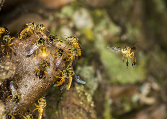 Jataí bee colony macro photo -  Bee Tetragonisca angustula