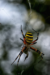 Wasp Spider