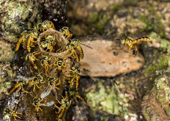 Jataí bee colony macro photo -  Bee Tetragonisca angustula