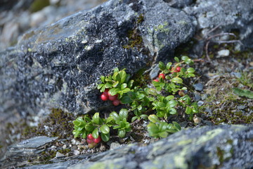 cranberry