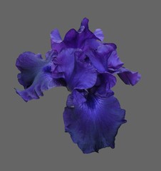 iris flower