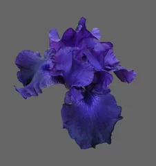 Türaufkleber Iris Blume © Hanna