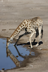 Fototapeta premium Giraffe drinking at a waterhole - Namibia