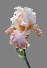 Foto op Plexiglas iris flower © Hanna