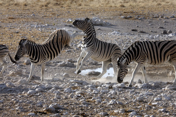 Fototapeta na wymiar Kicking Zebra near a waterhole in Etosha National Park in Namibia