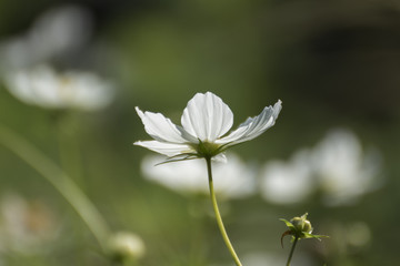 Wei&szlig;e Bl&uuml;te