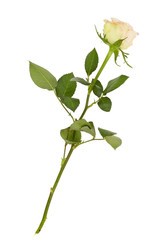 Fototapeta premium Lonely fresh yellow rose flower.