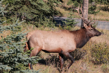 Landschaft Aufnahmen in Canada von Natur, Gebirge, Tier und Architektur