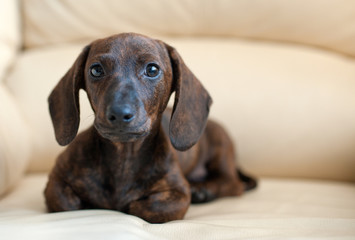 Молодая такса