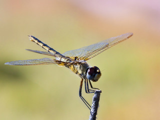 Dragonfly - Okavango Delta - Botswana