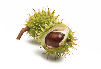 chestnut isolated