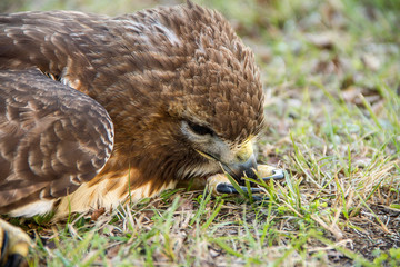 Dying Cooper's Hawk