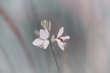 Wildblüte